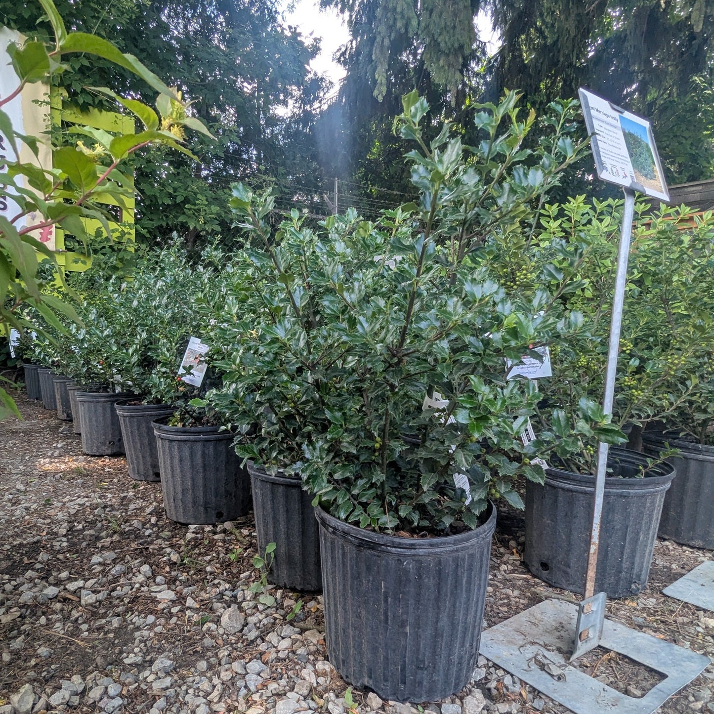 Royal Marriage Holly