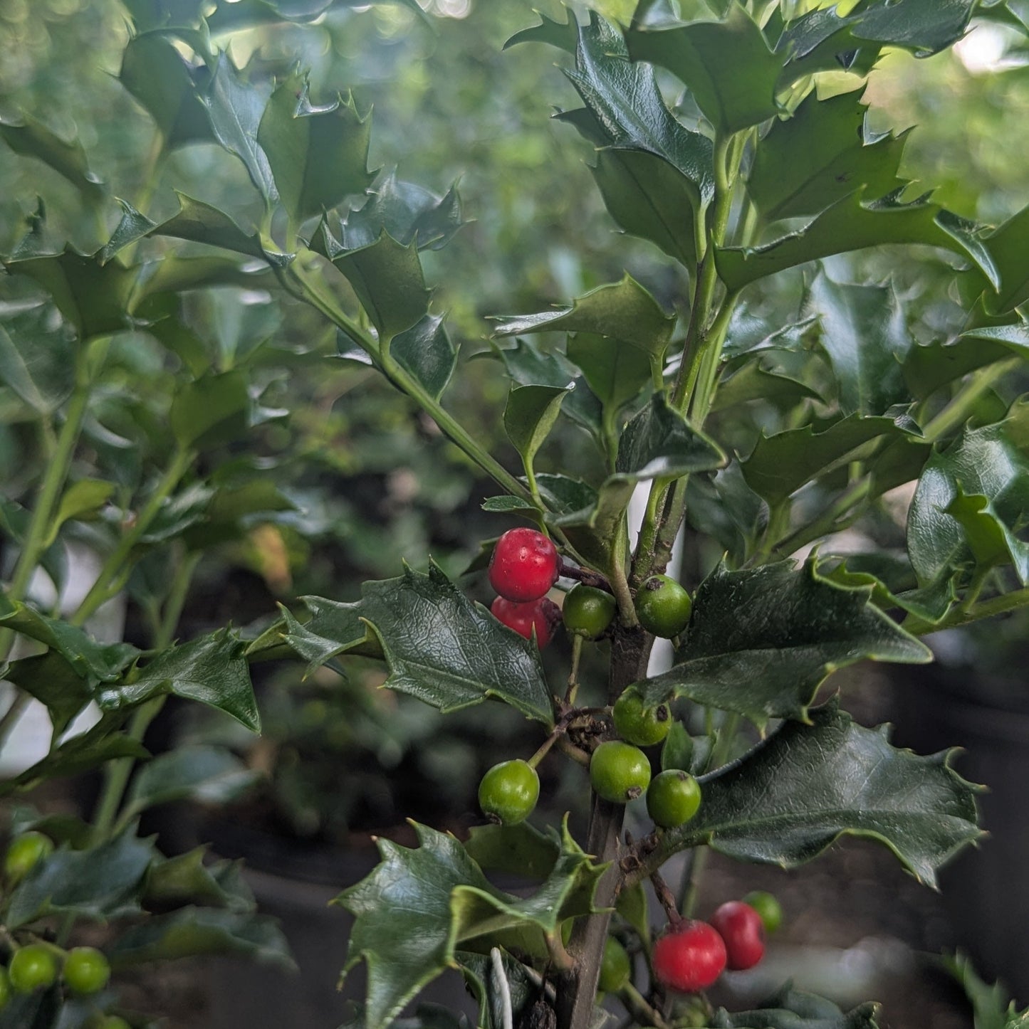 Royal Marriage Holly