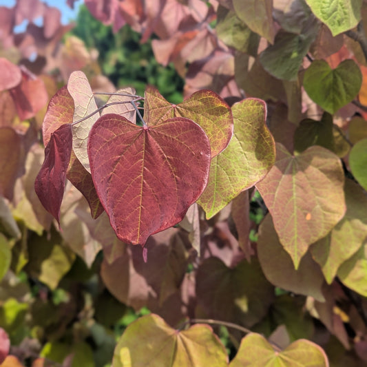 Flamethrower Redbud