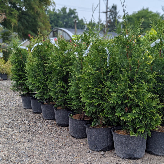 Junior Giant Arborvitae