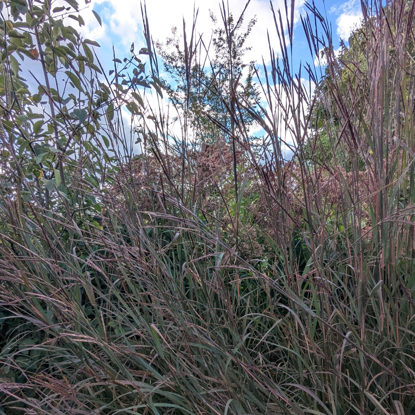 Blackhawks Big Bluestem Grass