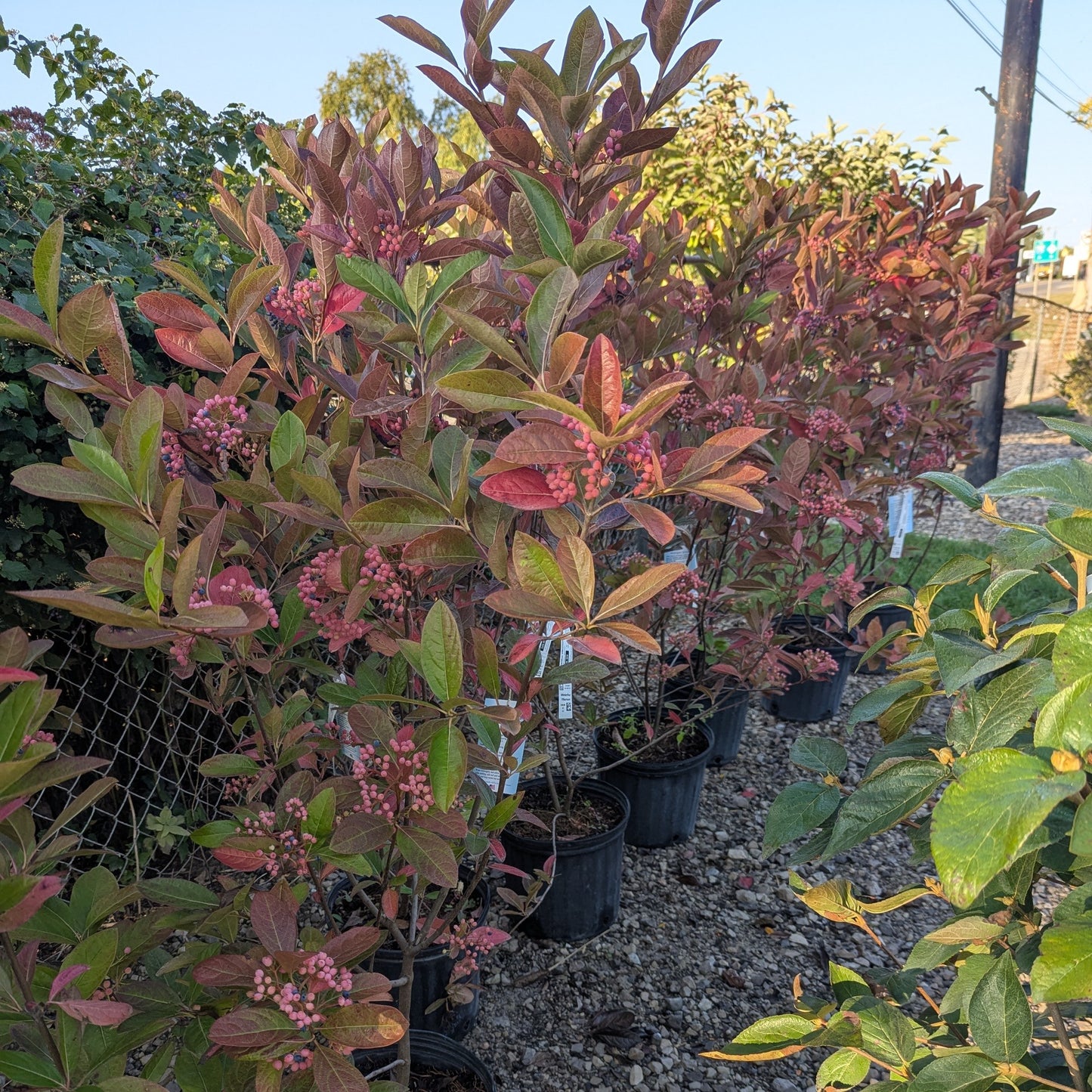 Winterthur Viburnum