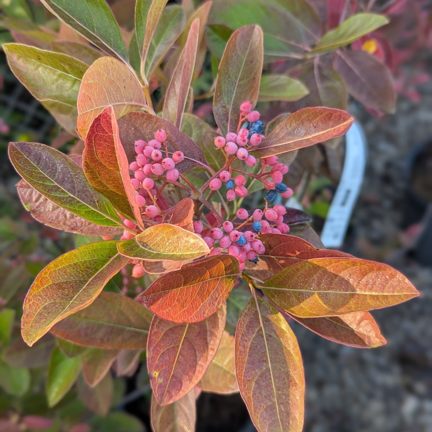 Winterthur Viburnum