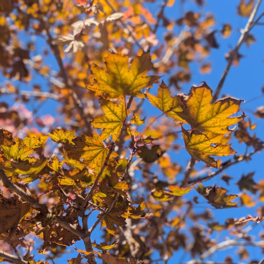 Crimson Sunset Maple