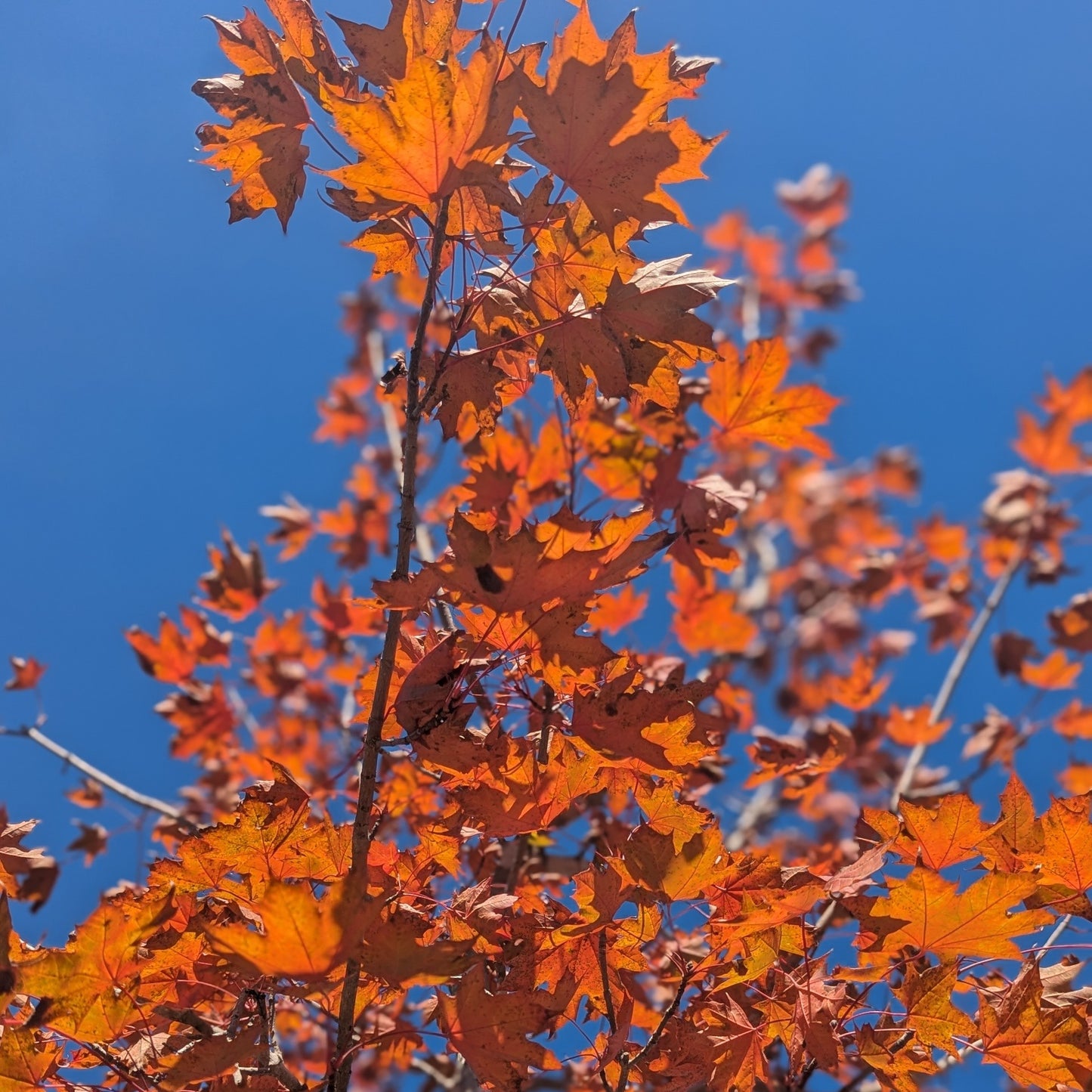 Crimson Sunset Maple