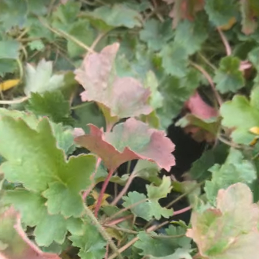 Bressingham Hybrids Coral Bells