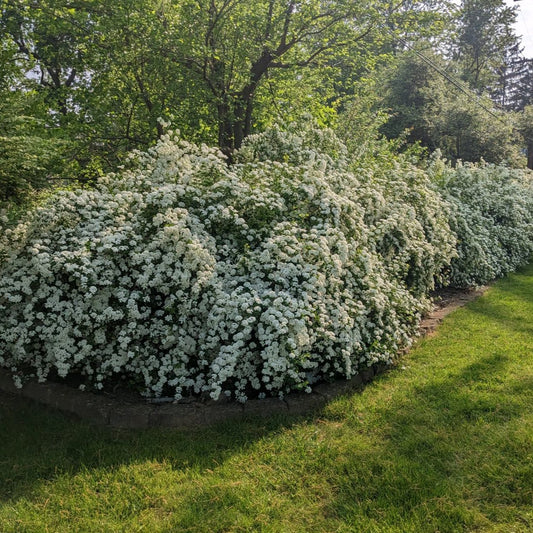 Renaissance Spirea
