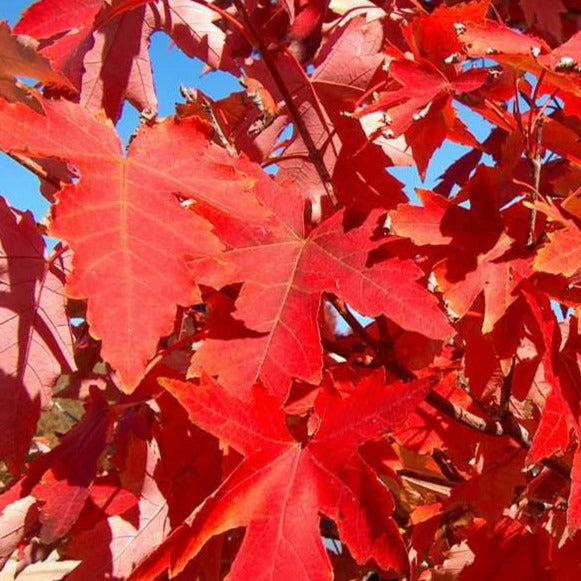 Autumn Blaze Maple