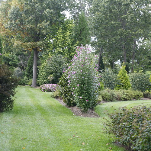 Purple Pillar Rose of Sharon