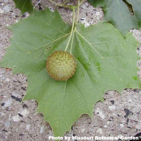 American Sycamore