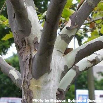 American Sycamore