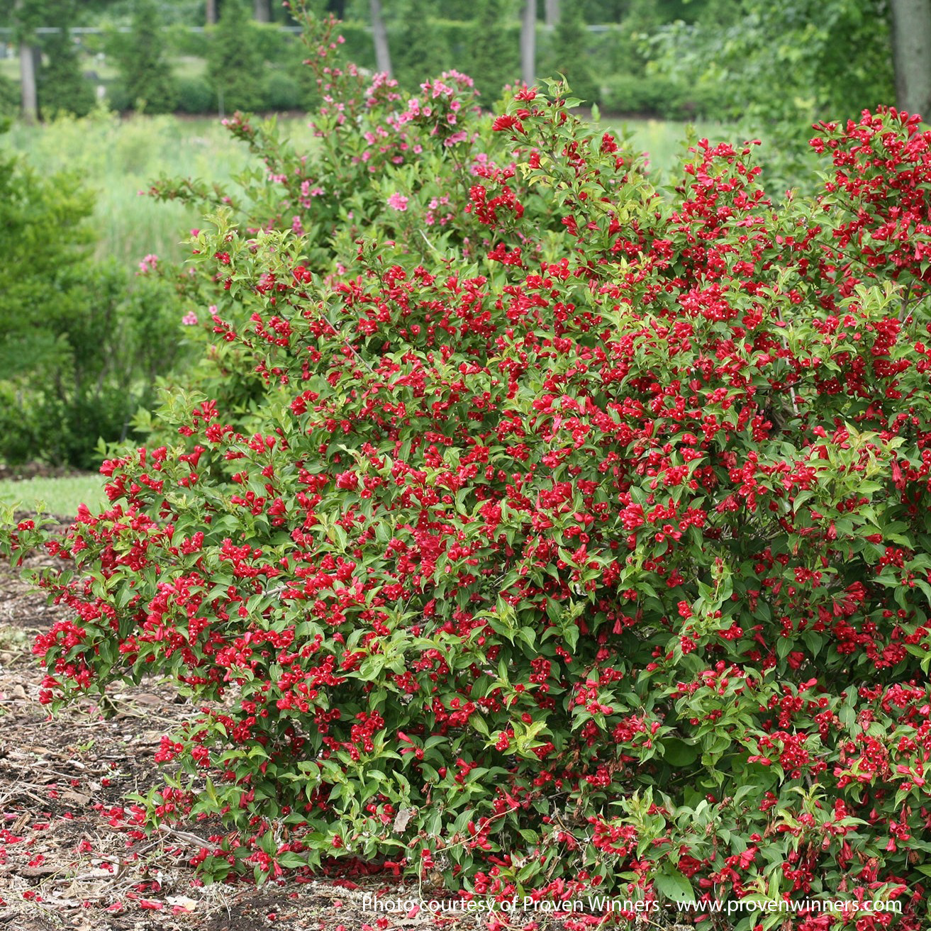 Sonic Bloom PW Red Weigela