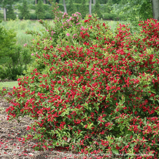 Sonic Bloom PW Red Weigela