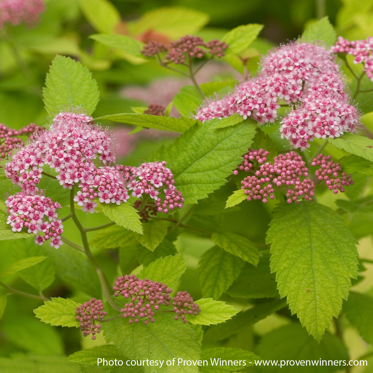 Double Play Big Bang Spirea