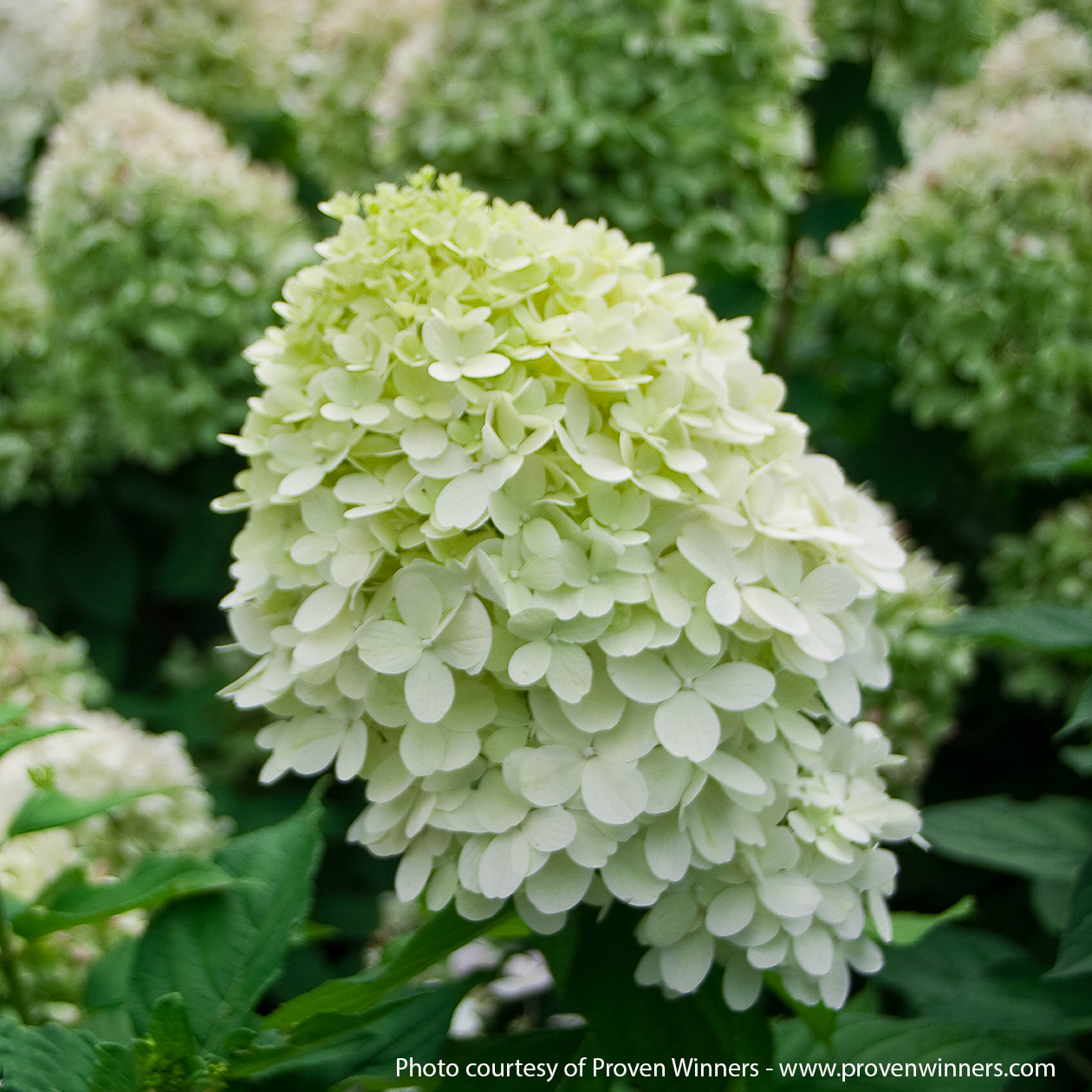 Little Lime PW Hydrangea