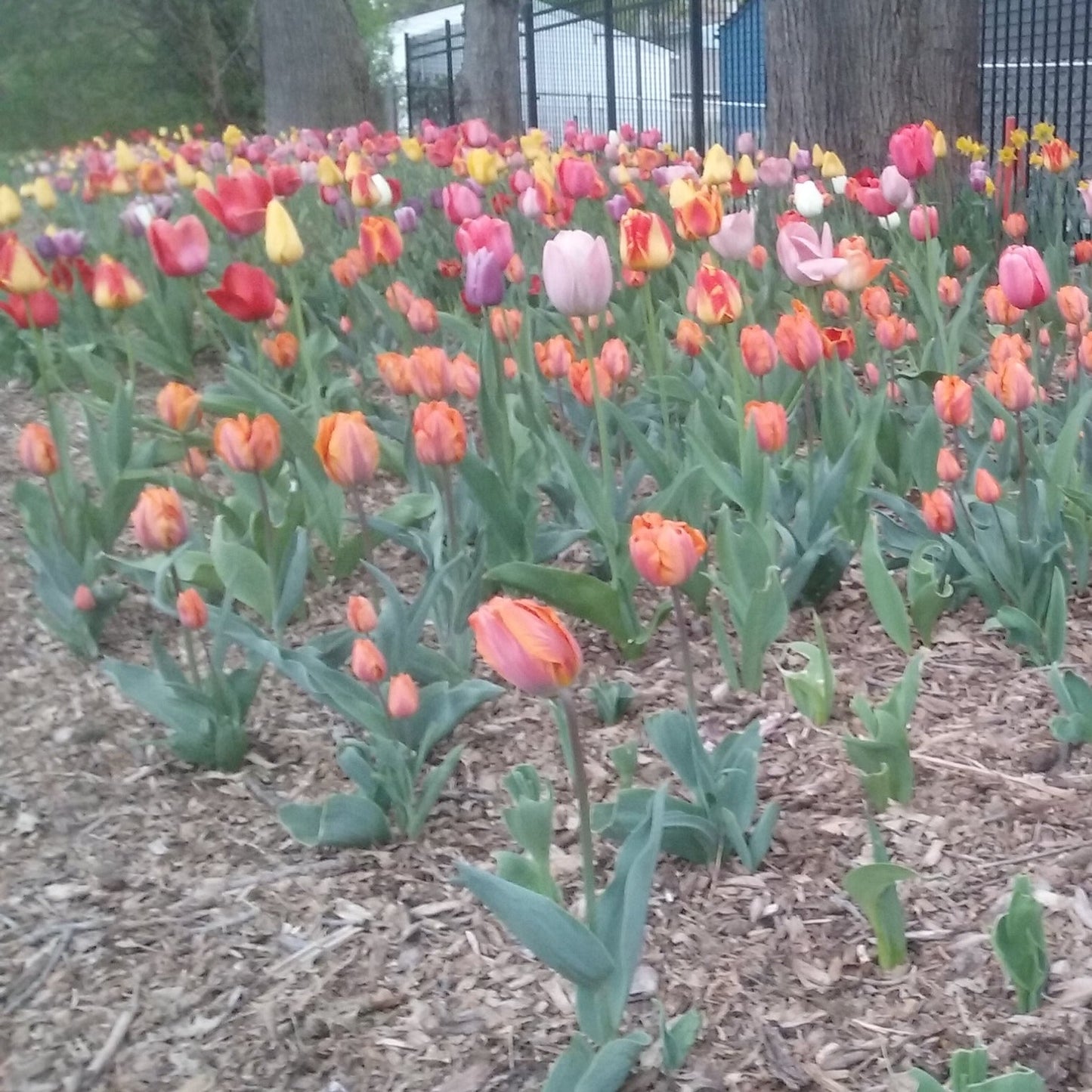 Tulip Bulbs