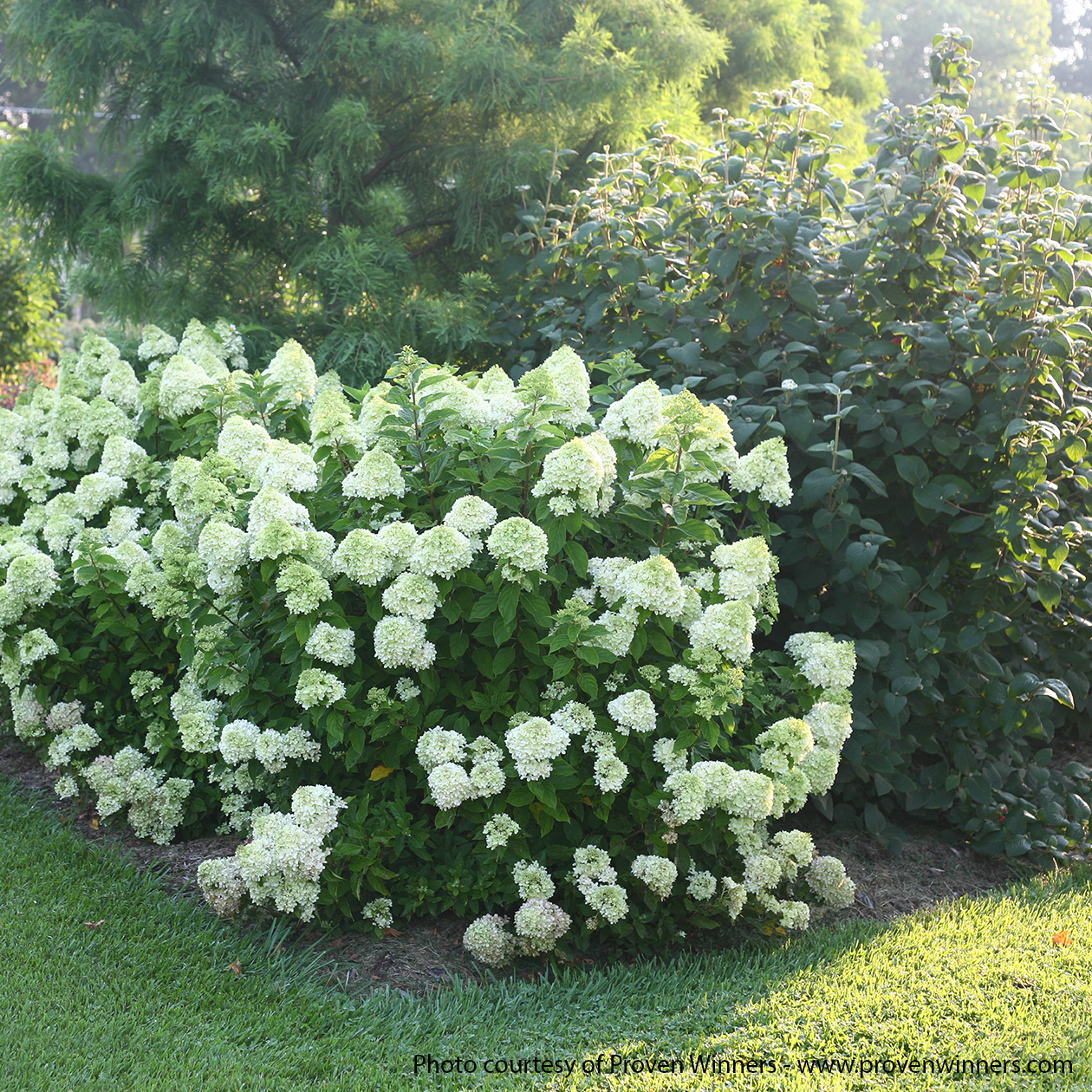 Little Lime PW Hydrangea