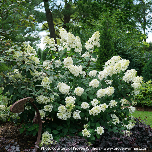 Fire Light Hydrangea