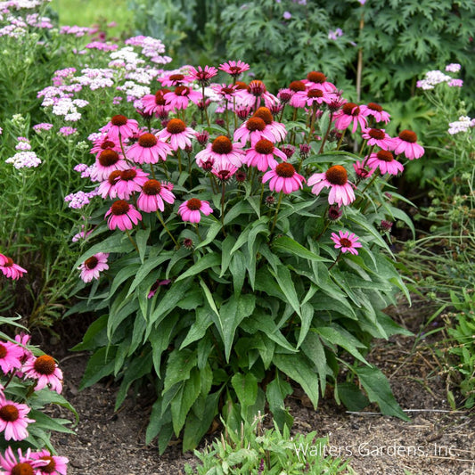 The Fuchsia is Bright Coneflower