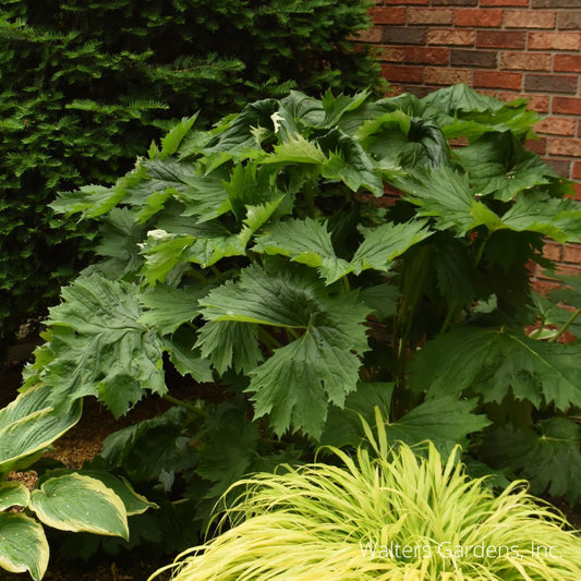 Tractor Seat Ligularia
