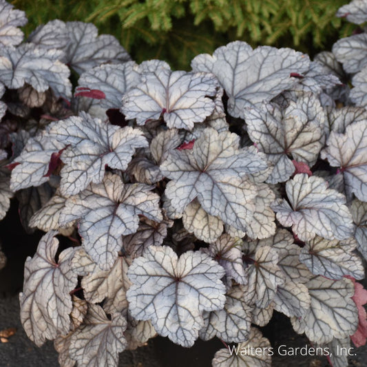 Frosted Berry Coral Bell