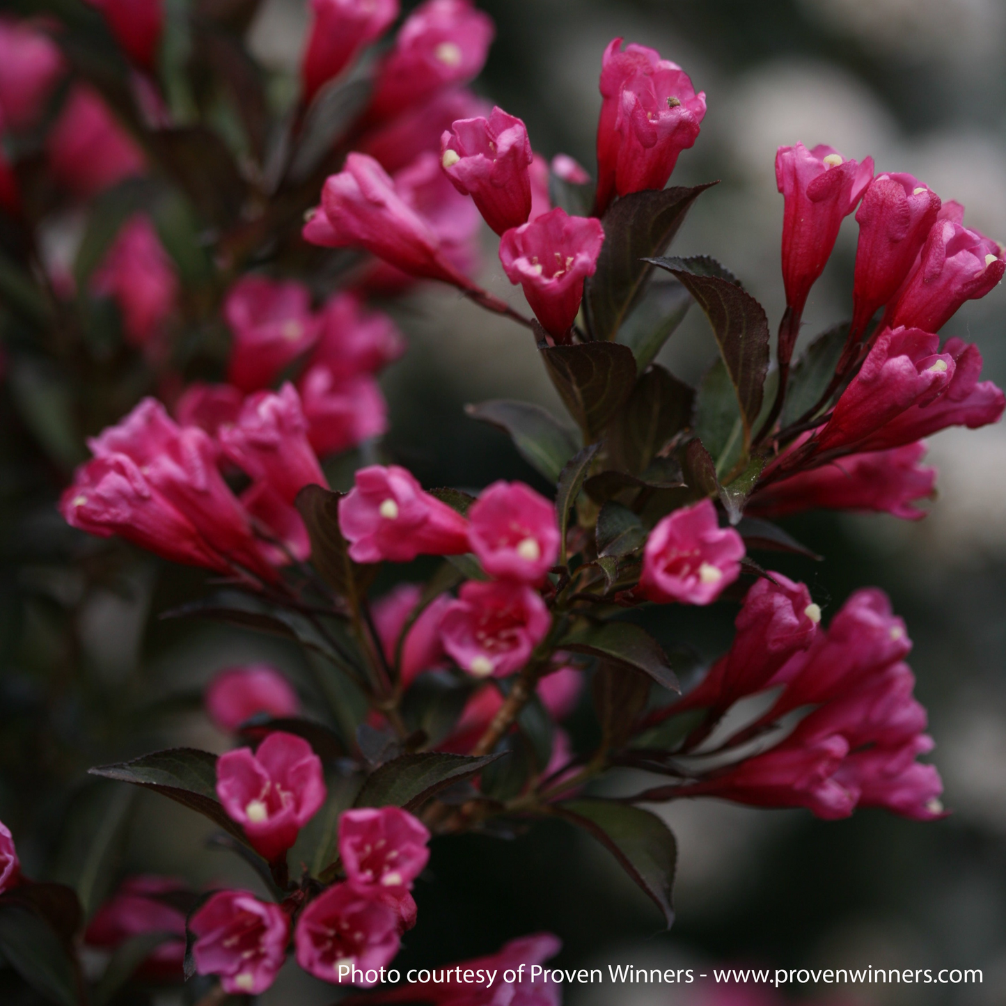 Wine & Roses Weigela