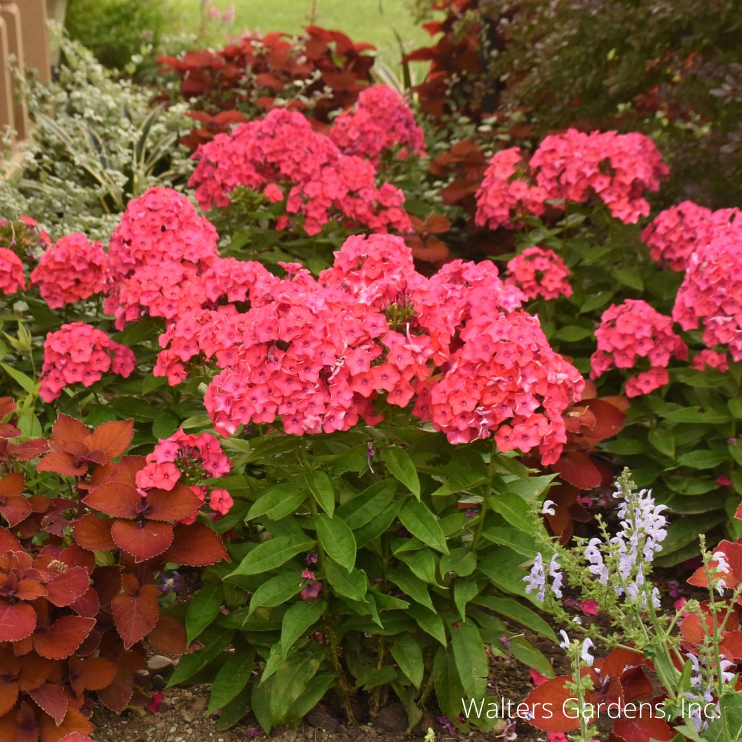 Sunset Coral Phlox – Auburn Oaks Garden Center