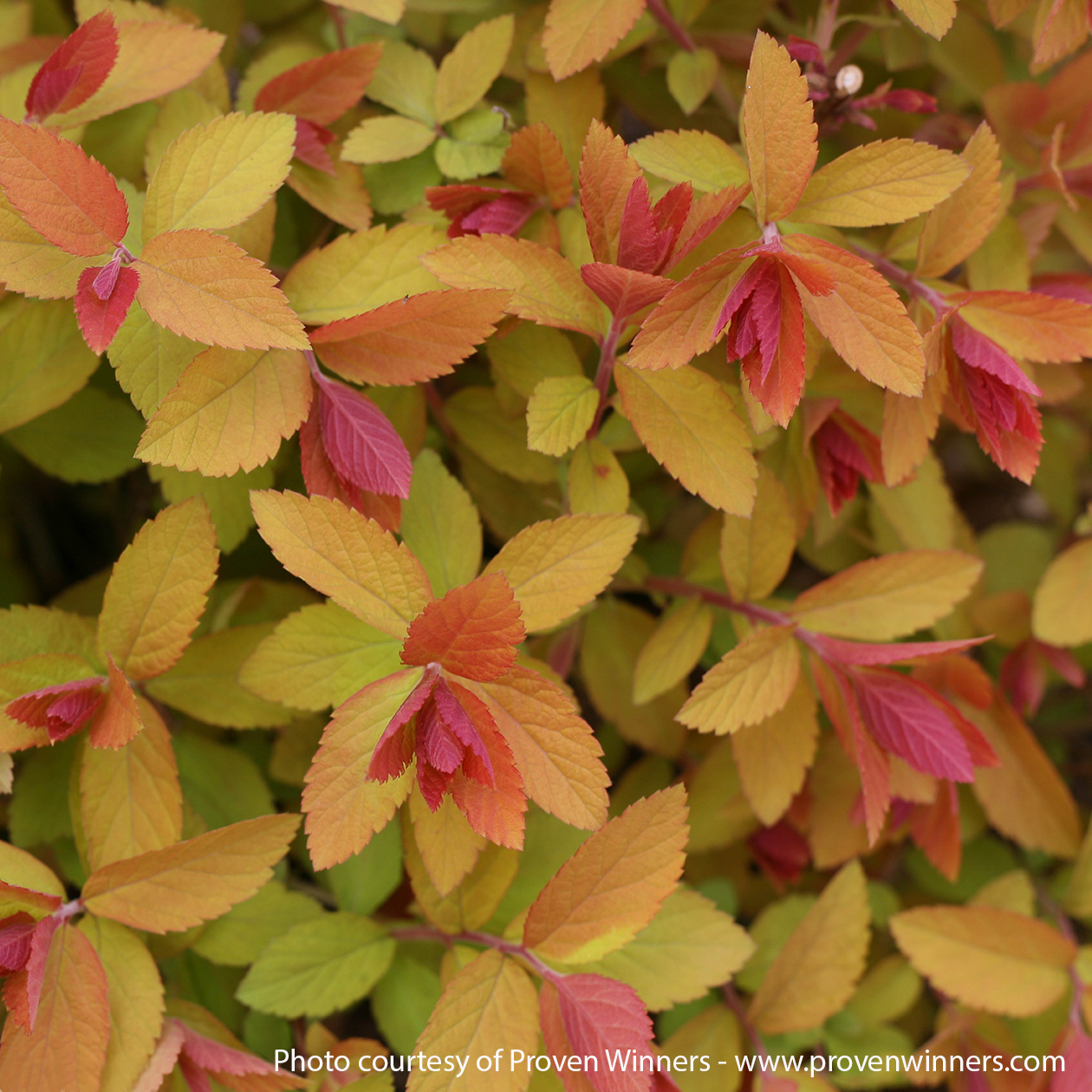 Double Play Big Bang Spirea