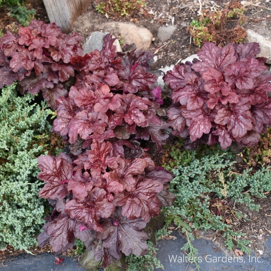 Red Dragon Coral Bell