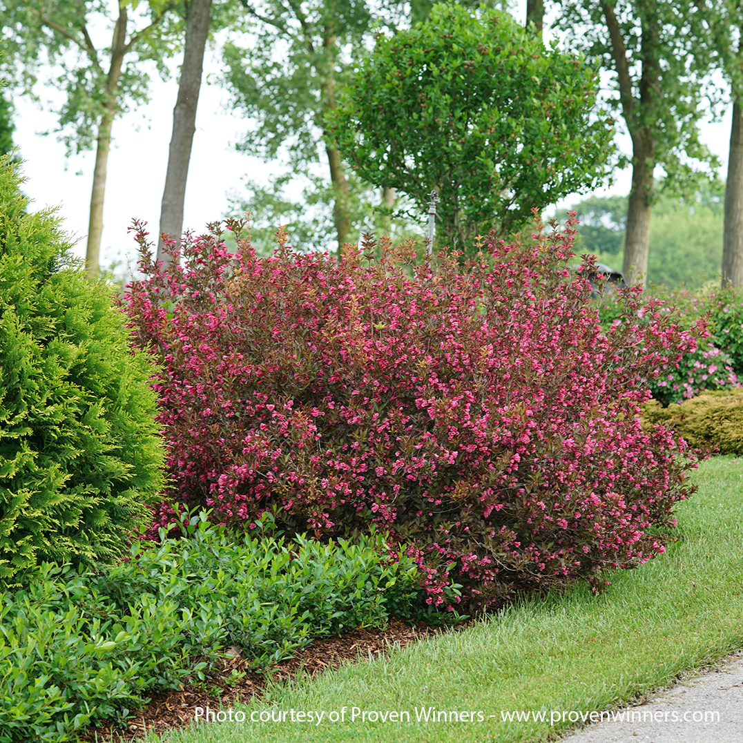 Wine & Roses Weigela