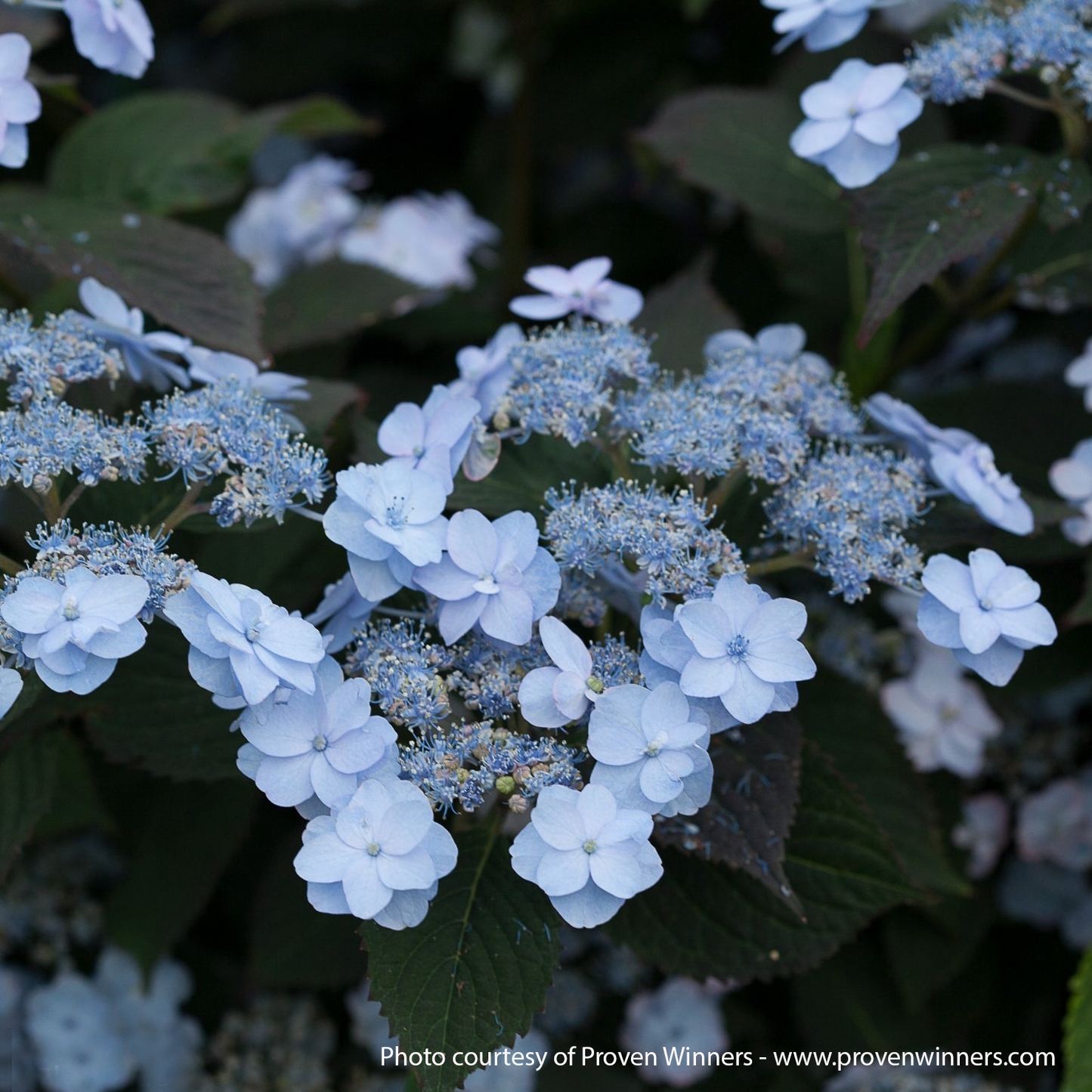 Tiny Tuff Stuff Hydrangea