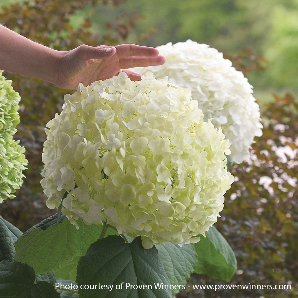 Incrediball Hydrangea