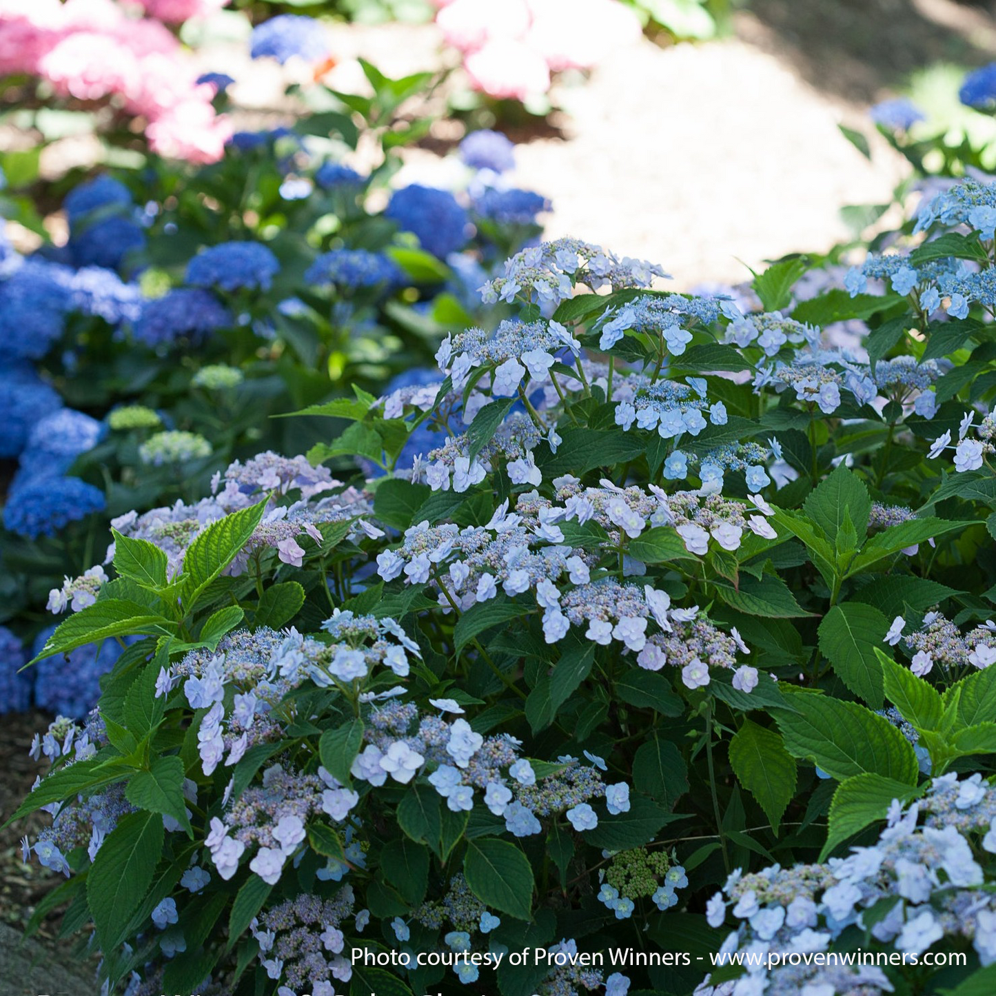 Tiny Tuff Stuff Hydrangea