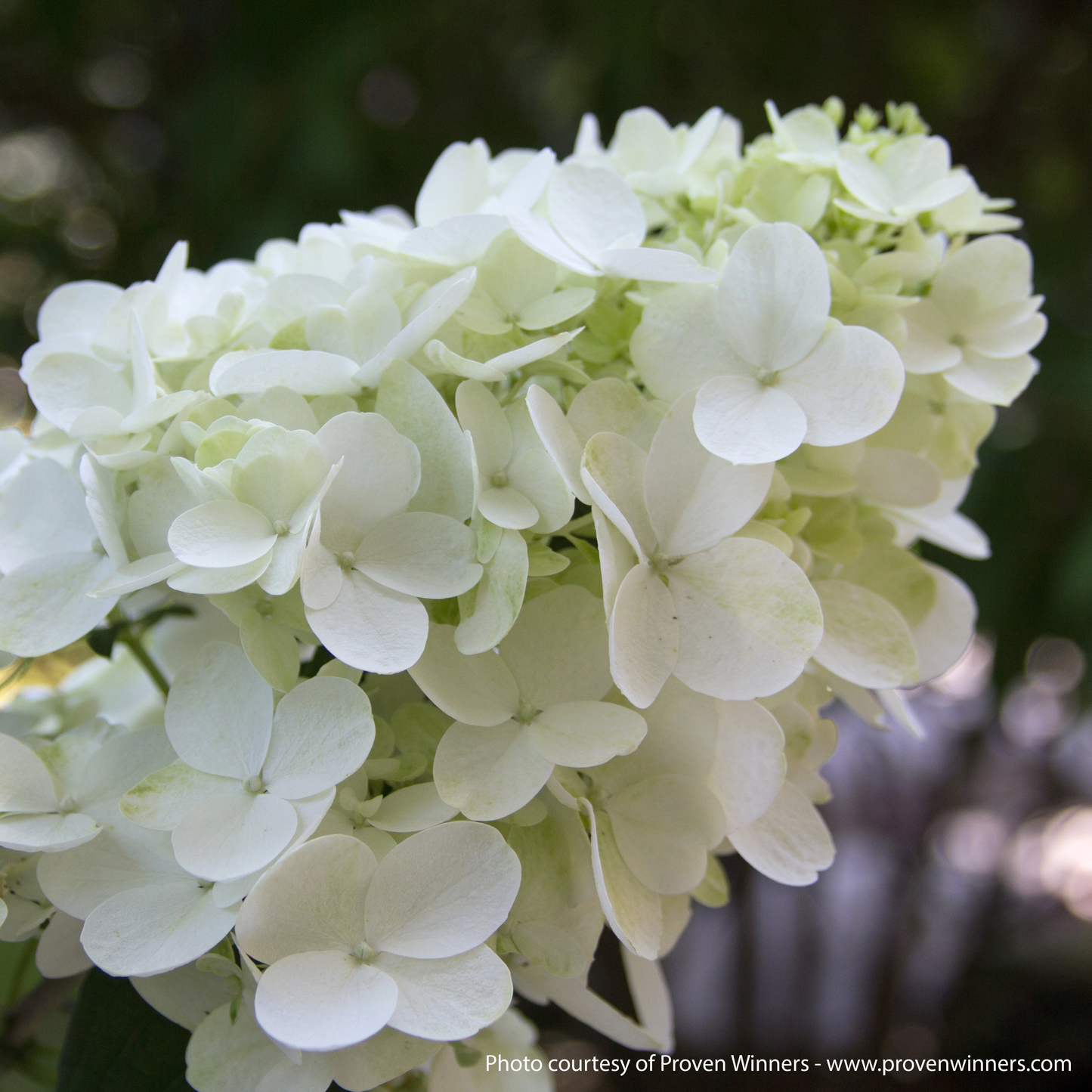 Fire Light Hydrangea