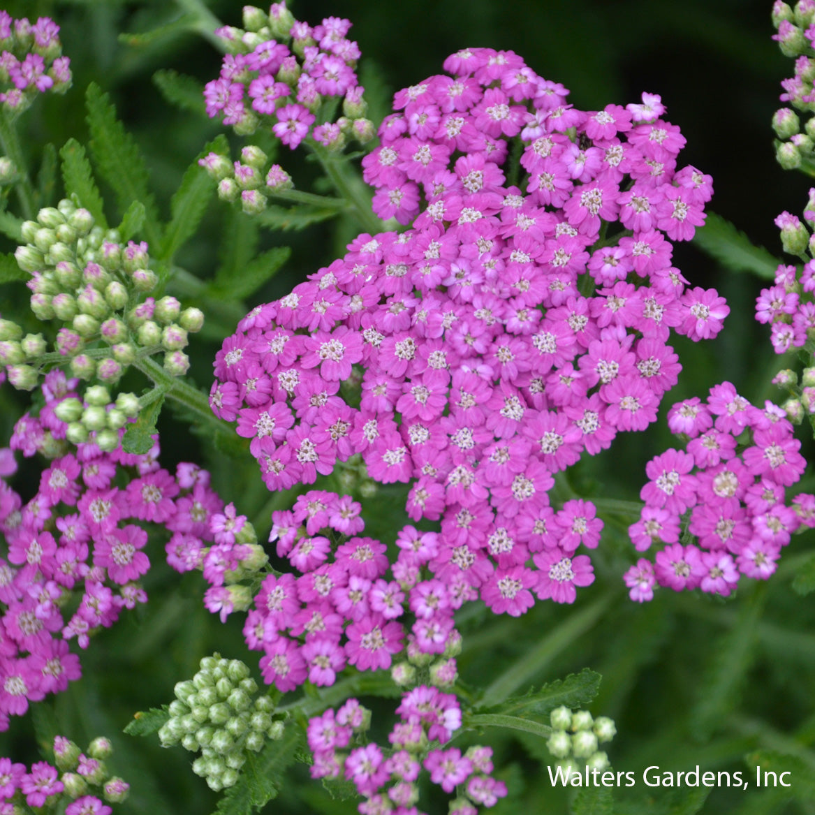 Firefly Amethyst Yarrow