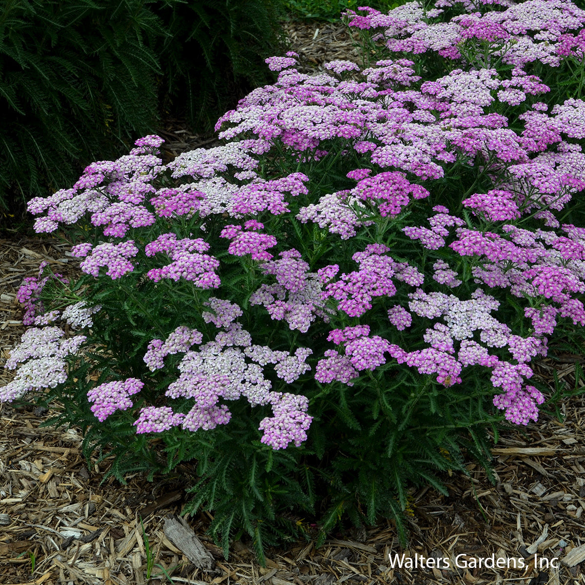 Firefly Amethyst Yarrow