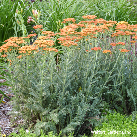 Sassy Summer Sunset Yarrow