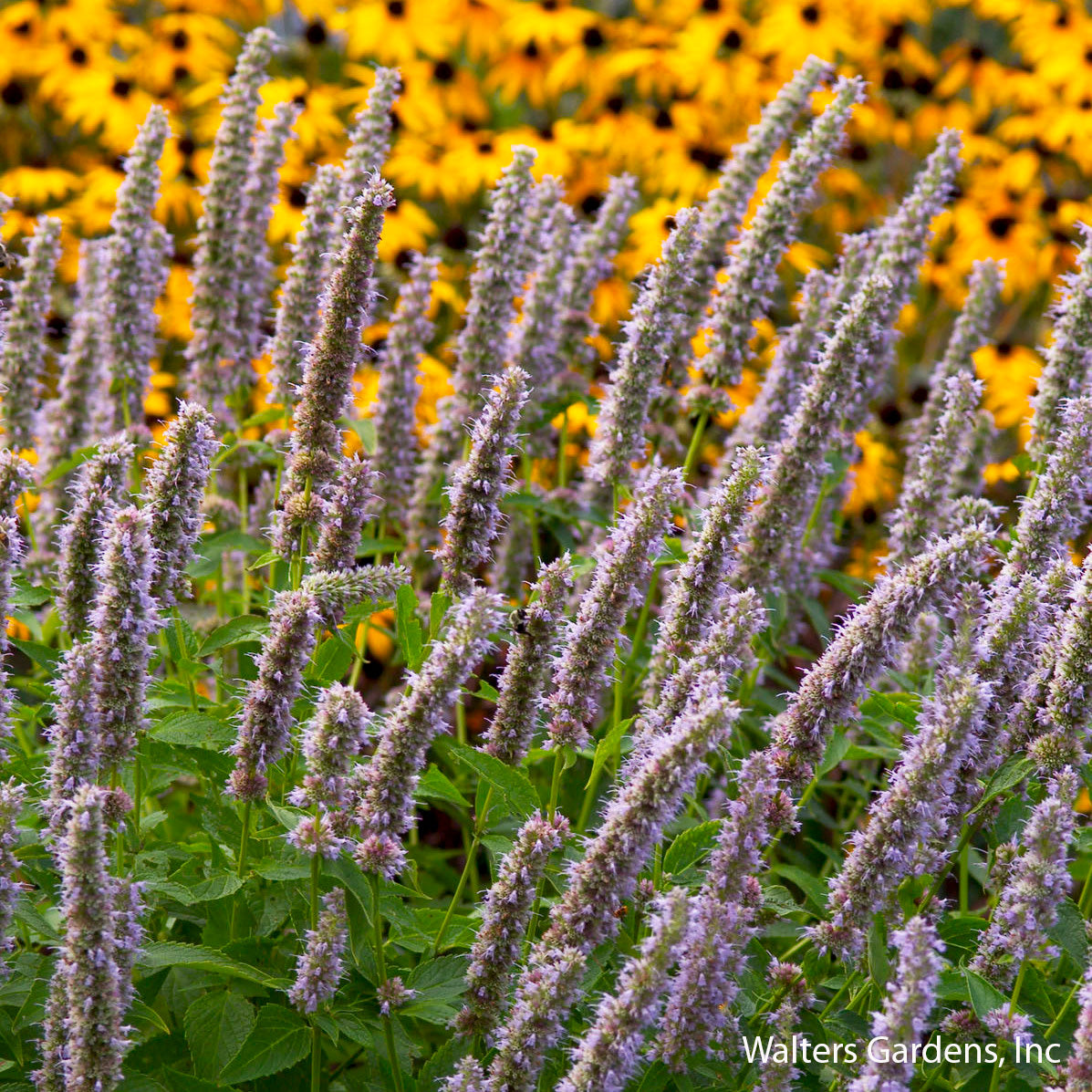 Blue Fortune Hyssop