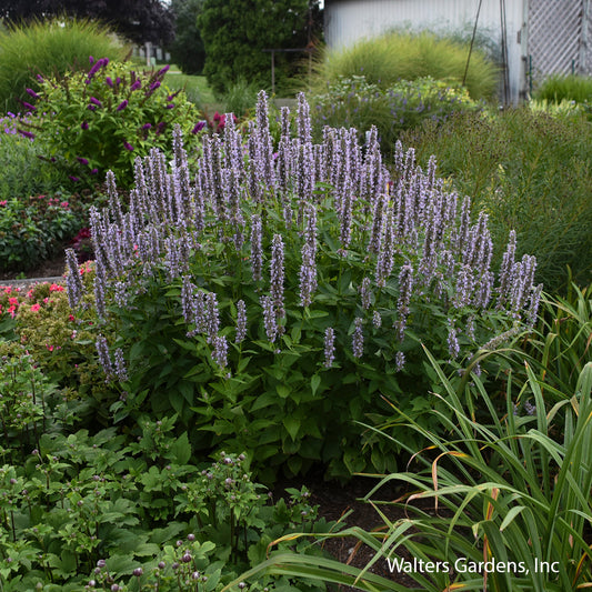 Blue Fortune Hyssop