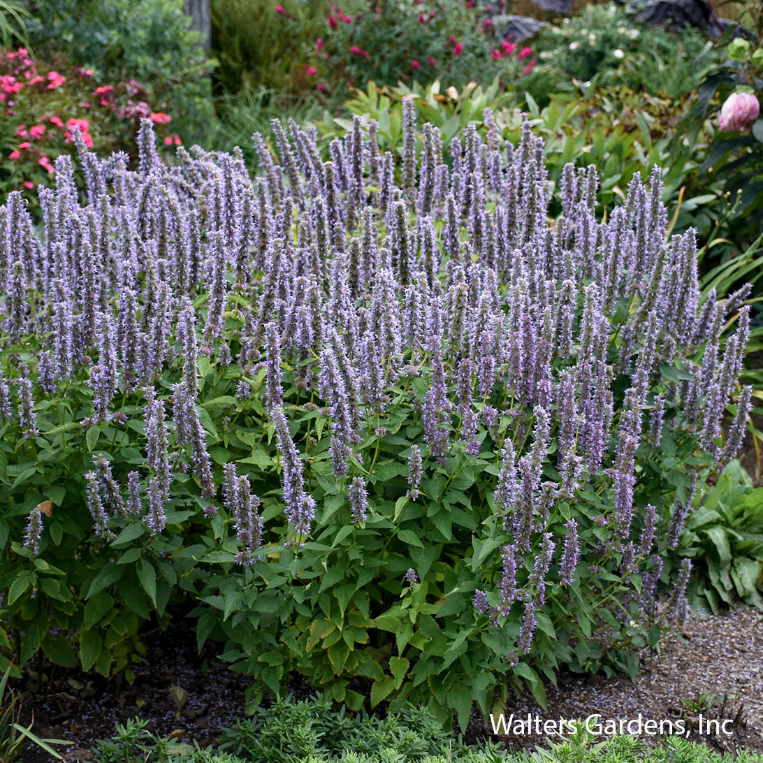 Blue Fortune Hyssop