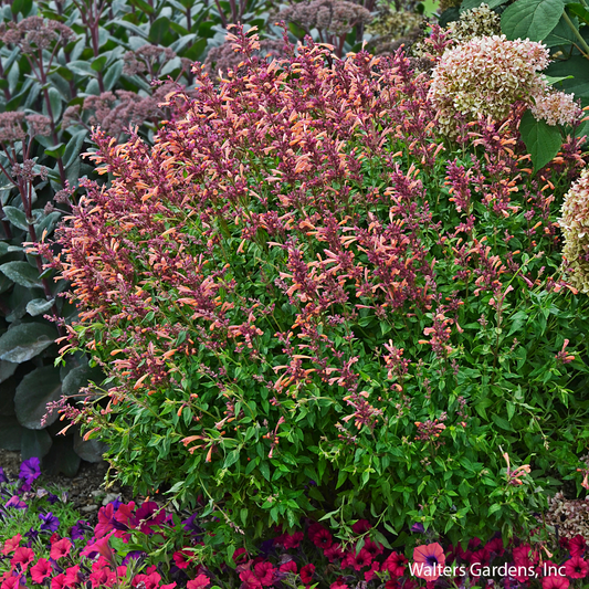 Peachie Keen Hyssop