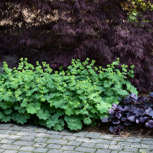 Lady's Mantle