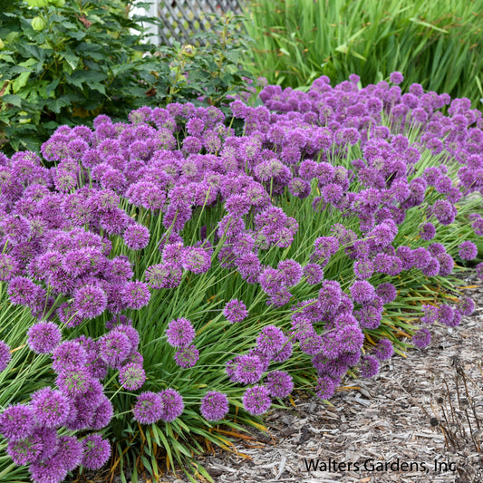 Lavender Bubbles Allium