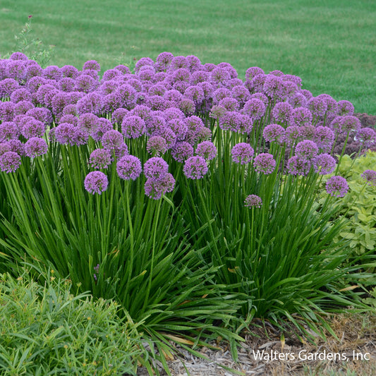 Millenium Allium