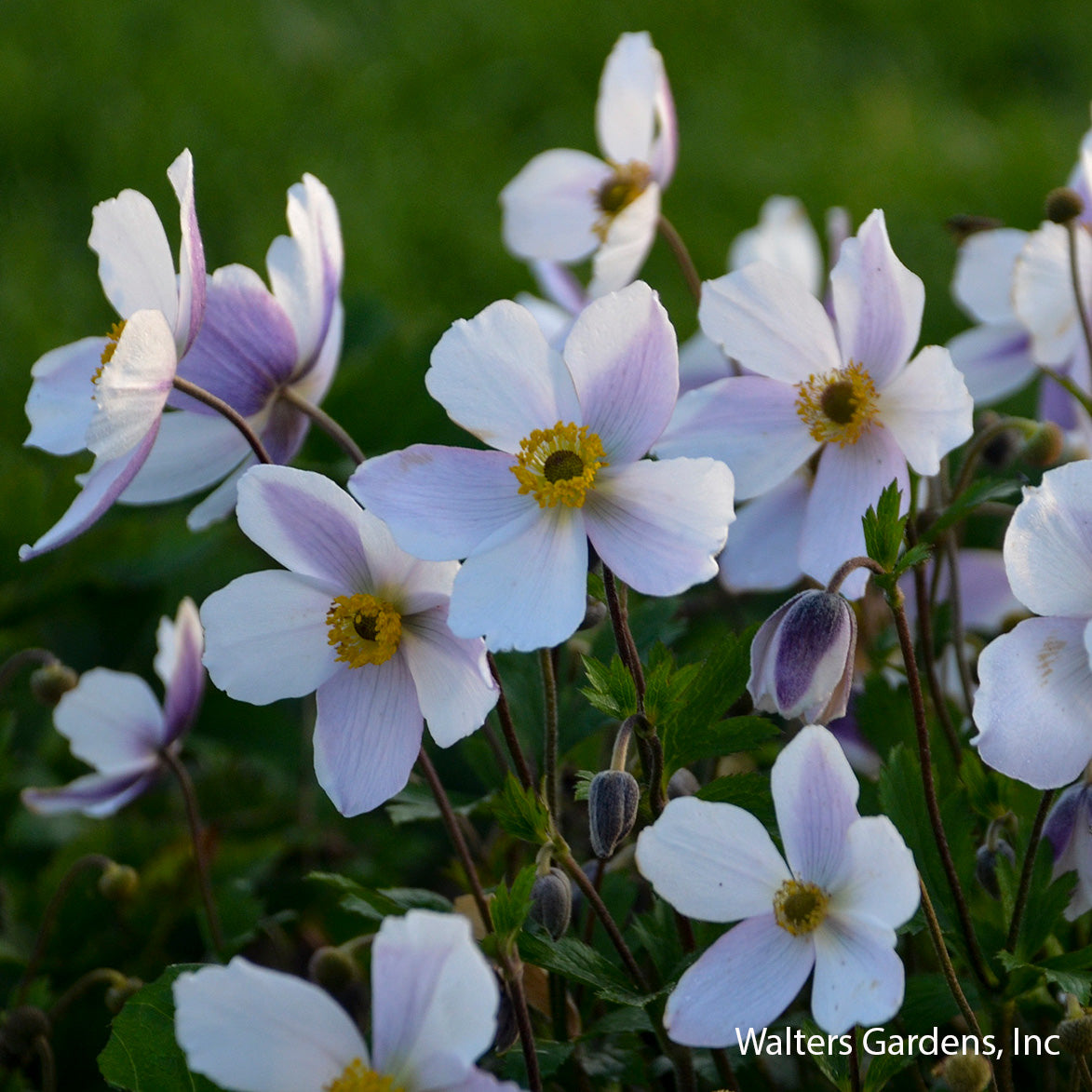 Wild Swan Anemone
