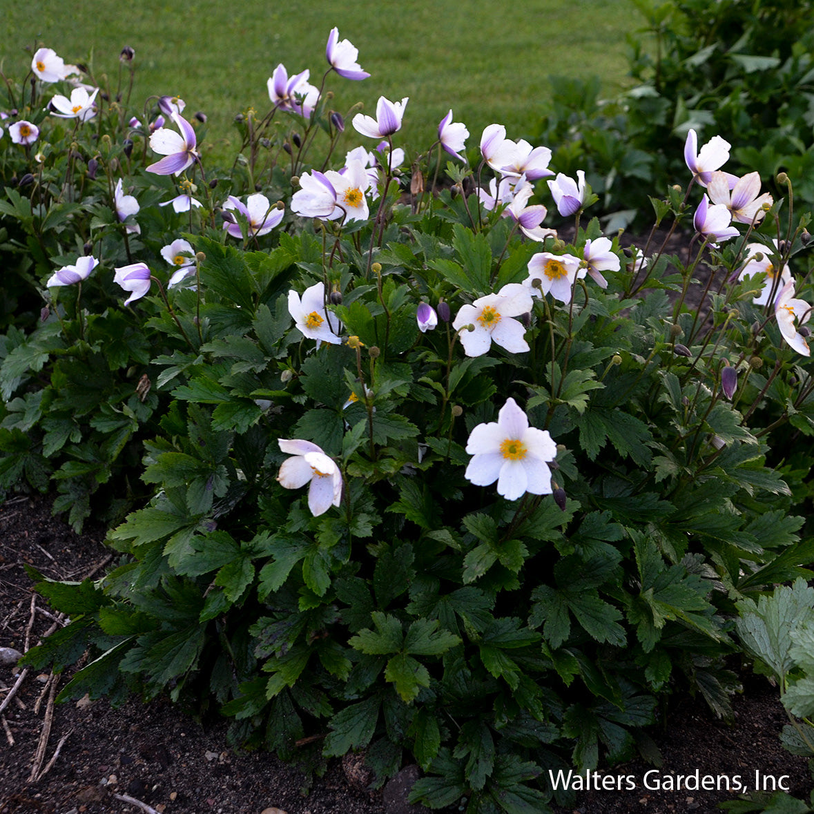 Wild Swan Anemone