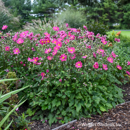 Curtain Call Deep Rose Japanese Anemone