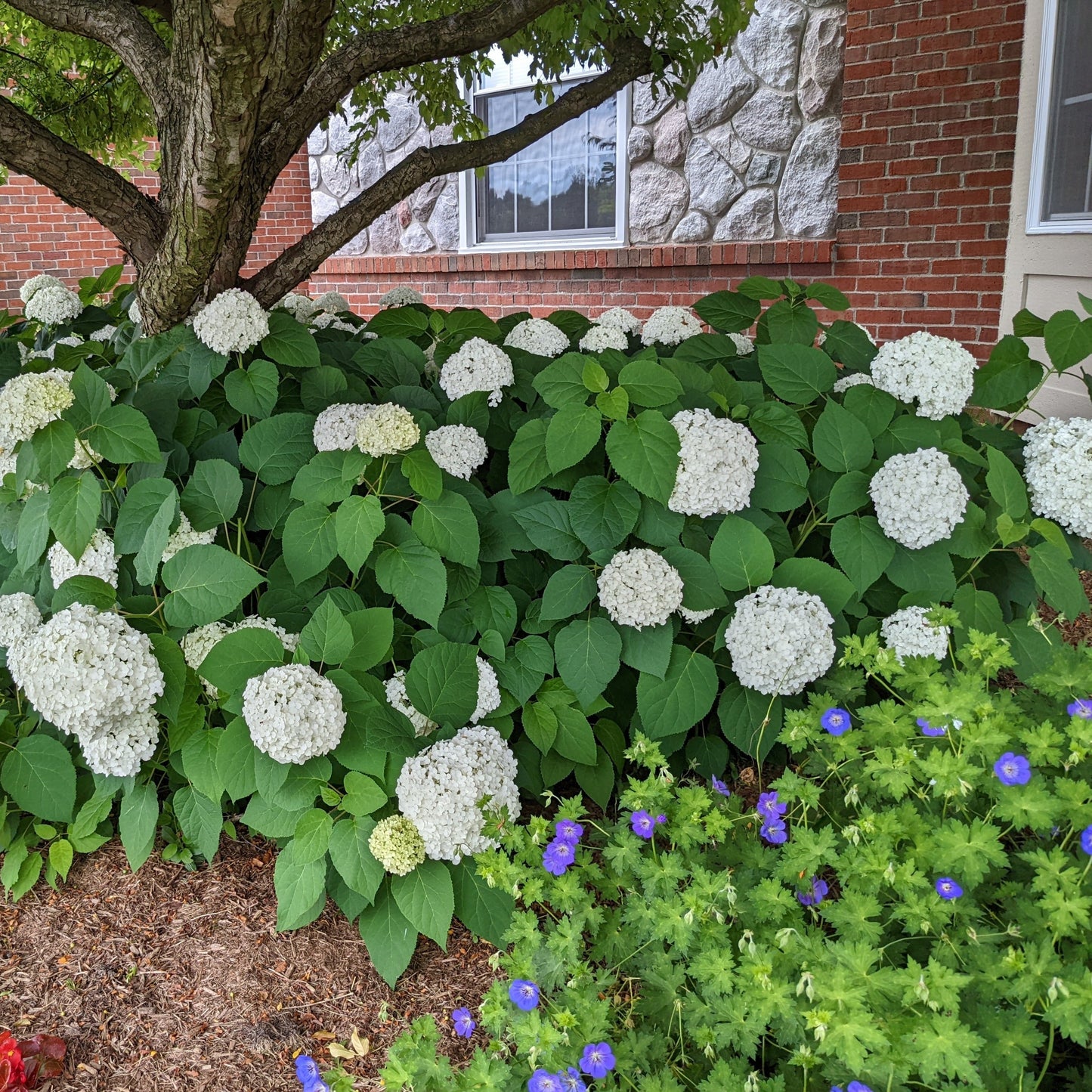 Annabelle Hydrangea