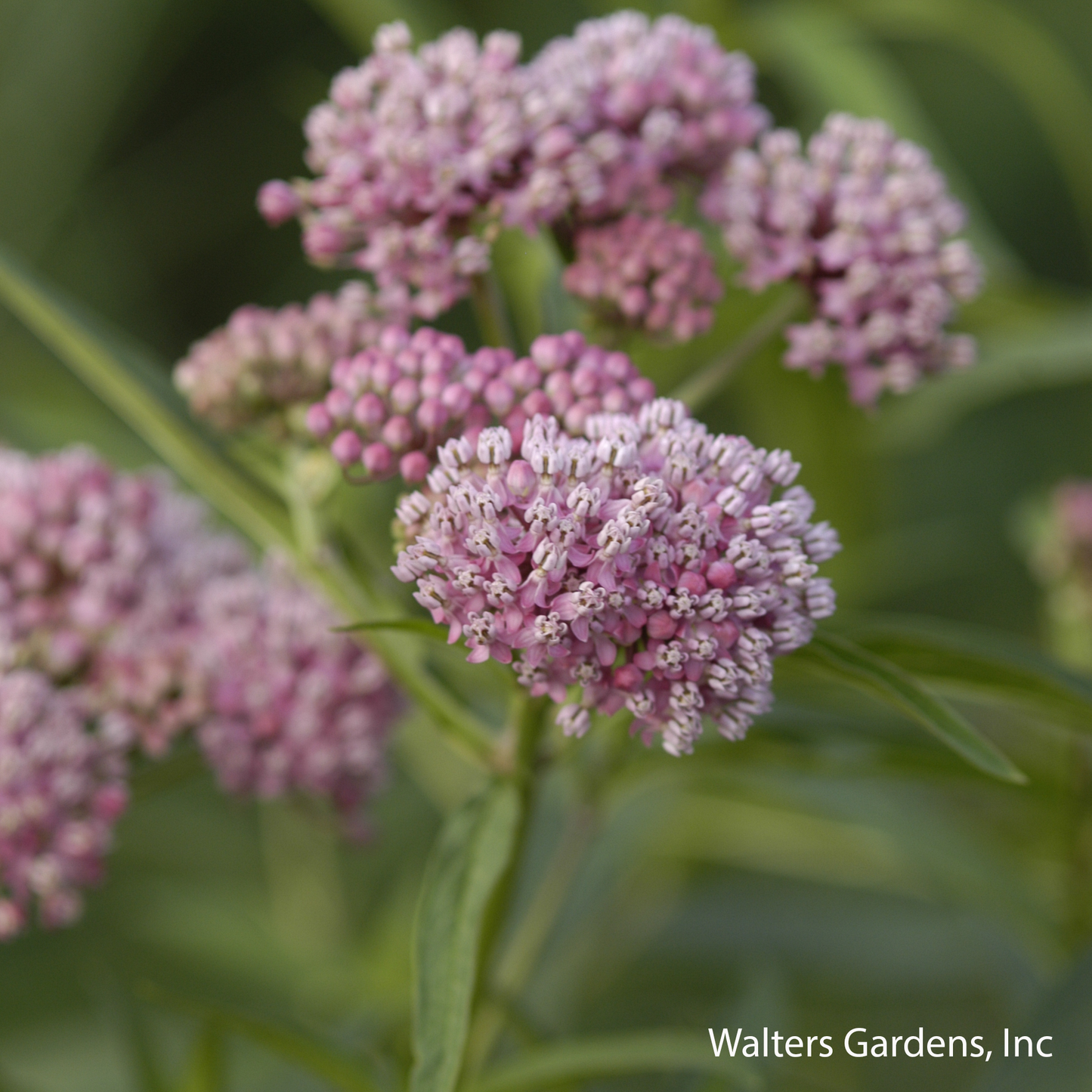 Cinderella Swamp Milkweed