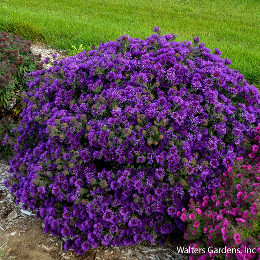 Grape Crush Aster